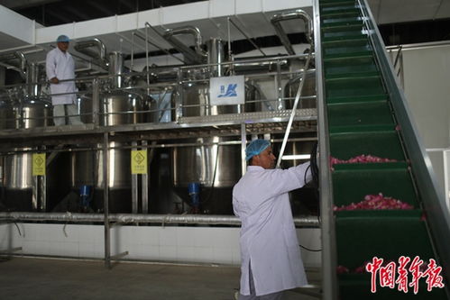 沙漠玫瑰 當(dāng)堅韌生命與前沿科技相遇